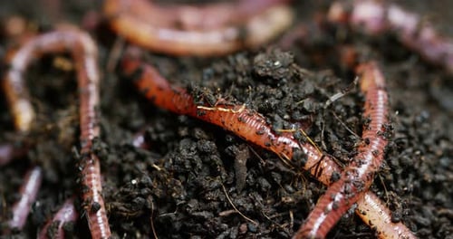Macro shot of worms and larvae that move in the fertile soil, are used to fertilize the soil and m