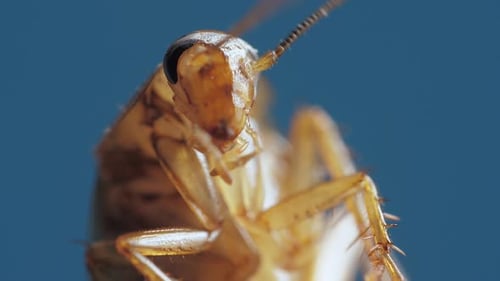 Closeup Macro Shot of a Insect Cockroach Head with Antennae in Wildlife Against the Sky