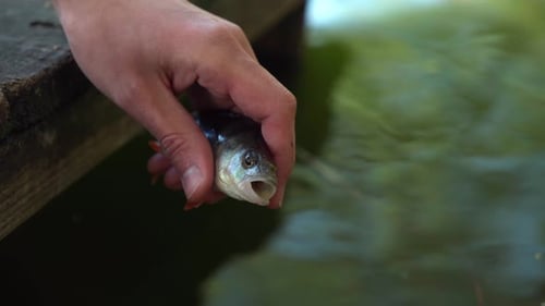 Hand Releasing Fish Back Into a Lake