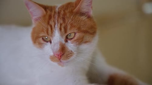 Charming Orange and White Cat Resting Indoors