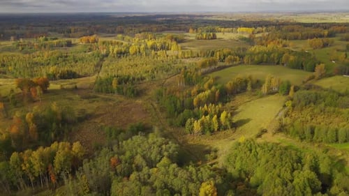 Forest view with road. Aerial view. Flight over pine tree forest in at sunset. Aerial top down view