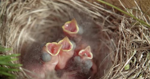 Baby Birds in Nest Waiting to be Fed