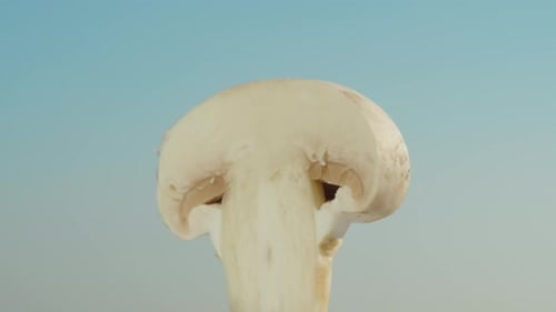 the half of the mushroom champignon rotates against the background of the blue sky in close-up.