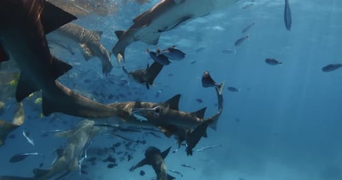 Underwater Life with Sharks with Tropical Fishes in Blue Sea Snorkeling with Nurse Sharks