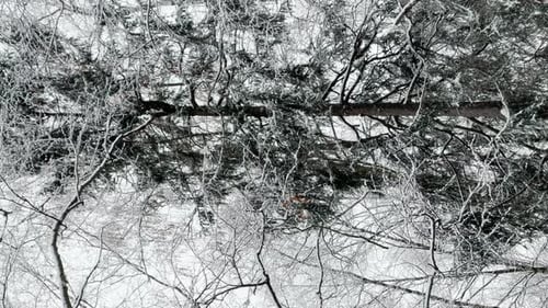 A Snowstorm in a Winter Public Park It is Snowing Heavily Snowflakes are Slowly Falling Tree