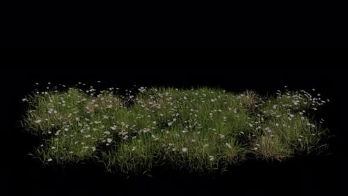 Daisy Field weht im Wind Loop-Animation. Alpha-Kanal. Loop-Animation