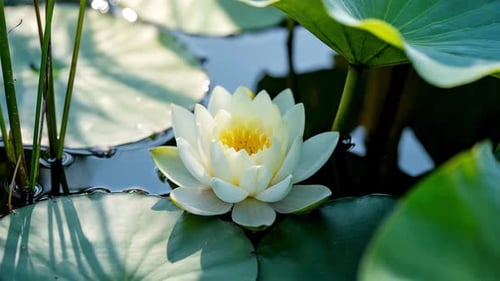 Serene Water Lily Blossoms In Sunlit Pond