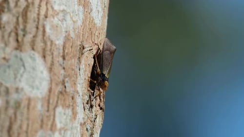 Close Up of Insect in Tree Hollow