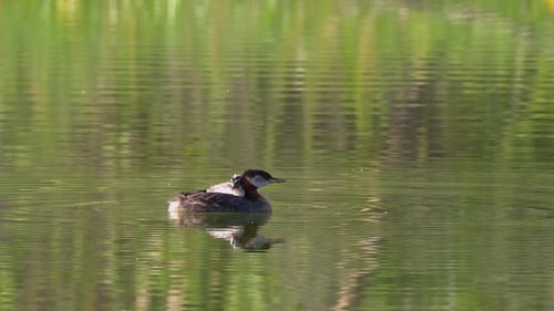 Baby grebette preens plumage on back of Red-necked grebe in green pond