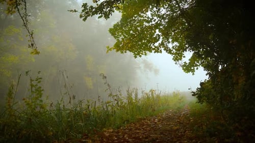 Foggy Forest Trail Stretching Into Pale Mist Where Silence Hides Traces of Forgotten Murder
