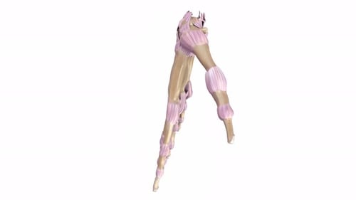 3D Animation of Hand Bones and Ligaments Rotation