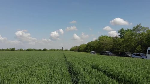 green barley and wheat fields aerial view