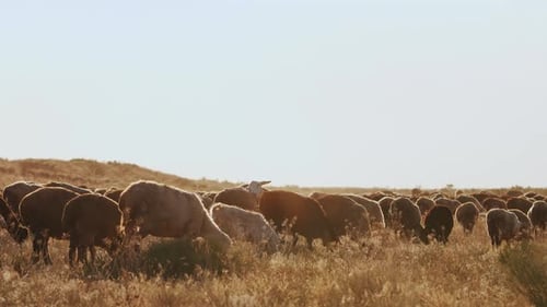 A Flock of Sheep Graze Peacefully in the Steppe Near a Hillside on a Sunny Summer Day