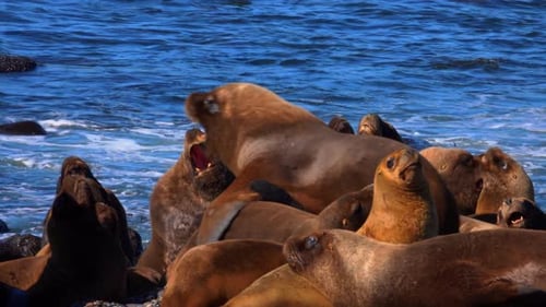 South Patagonian Sea Lions Engage in Fight