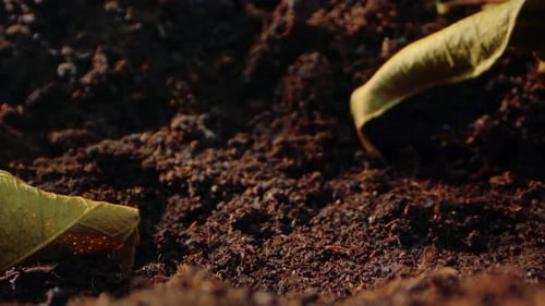 TimeLapse of Plant Growth From Seedling Germination to Ripe Harvest