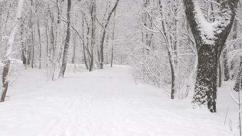 Schneefall im Wald Fallende weiße Schneeflocken fallen herunter Wintertag im Park Wunderschöner Winter