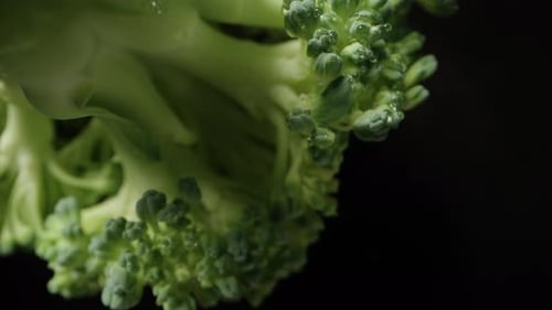 Broccoli bottom view extreme macro, zoom. Slow falling and moving away. Isolated black background. R