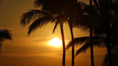 Palmen-Silhouetten bei Sonnenuntergang auf der wunderschönen großen Insel Hawaii