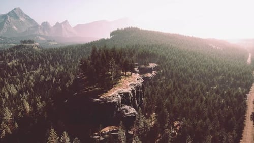 Forest of Pine in the Mountains