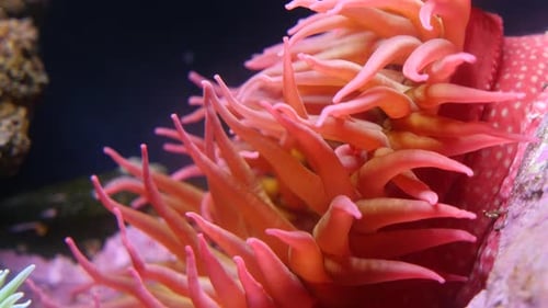 Close-up of Sea Anemone Tentacles Underwater