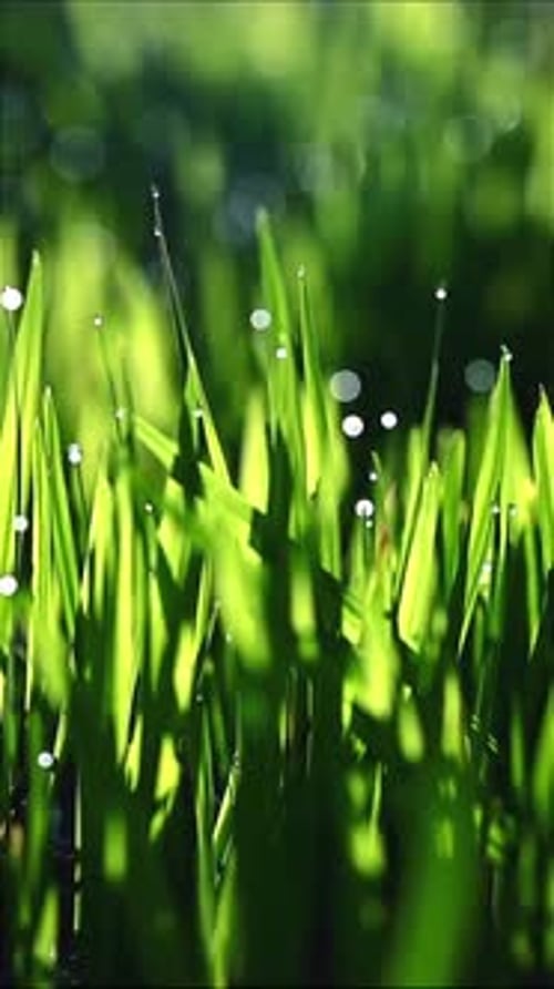 Fresh Green Grass with Morning Dew and Sunlight Bokeh
