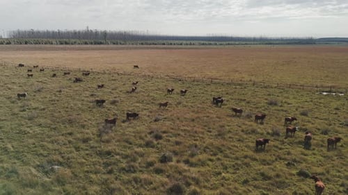 Luftaufnahme einer Herde schwarzer und brauner Kühe, die auf gelbgrünem Gras in einer Farmlandschaft weiden