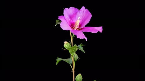 Pink Hibiscus Flower Blooming on Black Background