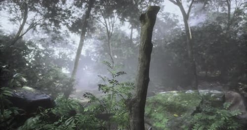 Misty Forest Landscape with Greenery and Fog Creating a Serene Atmosphere