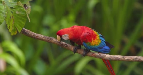 Auffallend lebendig: Scarlet sitzt im Morgenlicht auf einem Ast und springt hinunter, um nach Peru zu fliegen.