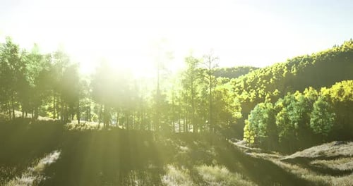 Sunlight Filters Through Lush Green Trees in a Tranquil Forest Setting