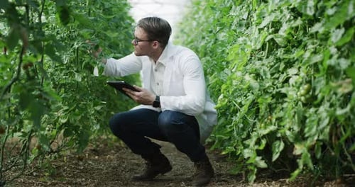 Tablet, plant farmer or man in greenhouse for herbs inspection or eco growth science research