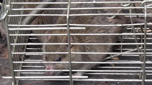 Braune Ratten, die in einer Lebendfalle im Hintergarten gefangen sind. Vereinigtes Königreich