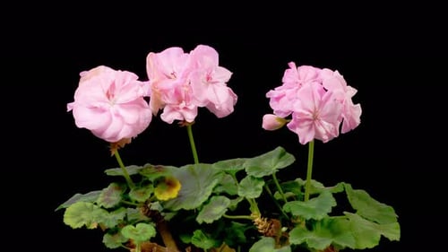 Pink Flower Blossoming Time Lapse on Black Background