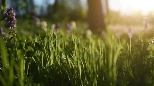 Close up focused view of green grass and flowers in bloom. Summertime bloom