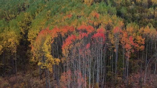 Autumn Forest