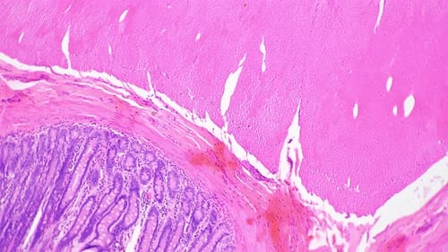 Smooth Muscle Isolated Whole Mount Magnified By Lab Microscope in 100 Times