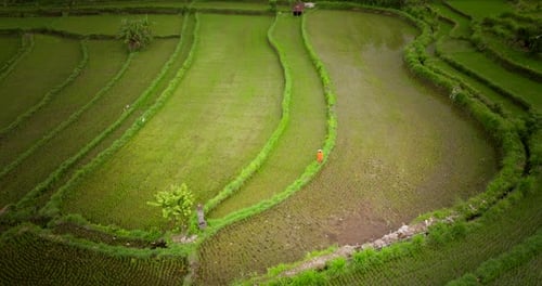 Farmer Walking Through Terraced Rice Paddies In Sidemen, Bali, Indonesia. aerial shot