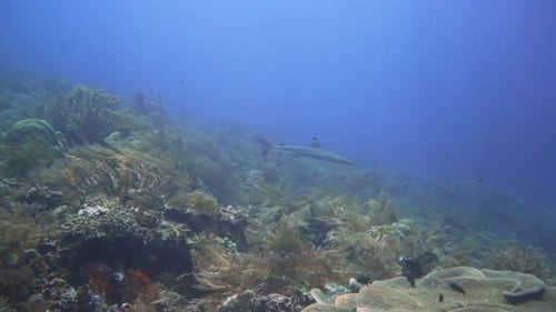 A beautiful blacktip reef shark is swimming along the coral reef and turn around in Raja Ampat, Indo