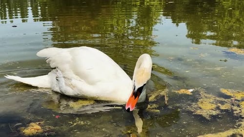 White Swan Swimming in the Lake