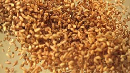 Falling grains of wheat seeds macro shot
