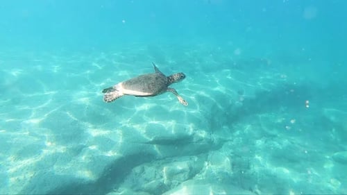 Extreme Slow Motion shot (240fps) of a Hawaiian Sea turtle swimming gracefully in beautifully clear