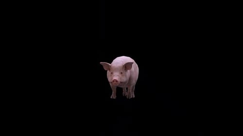 Pink Pig Walk Front