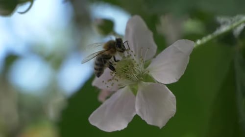 Bee Pollinating a White Flower in Close-Up