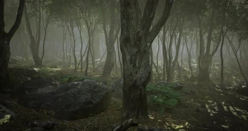 Mysterious Fog Envelops an Ancient Forest at Dawn with Towering Trees