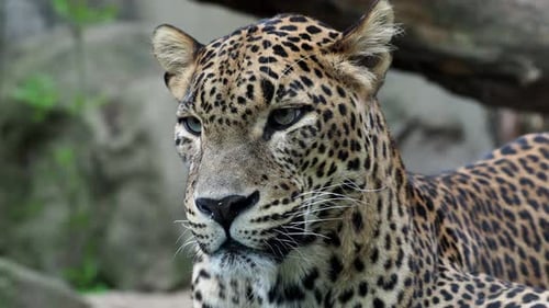 Ceylon-Leopard, Panthera Pardus Kotiya, wunderschönes Tier und sein Porträt.