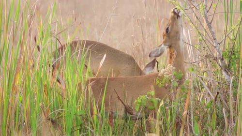 white tailed deer mammal eating green and yellow leaf shoots off branch