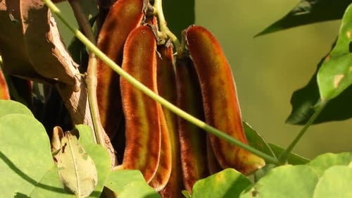 Haricot velouté dans la forêt.