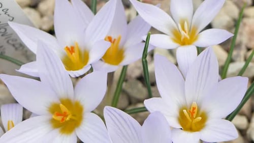 Crocuses with beautiful flowers multicolored. The most beautiful flowers of spring