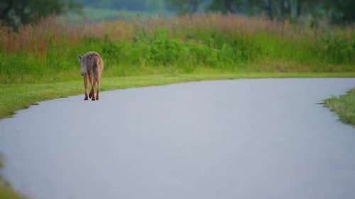 Coyote Walking on the Road in the Field in Summer in Illinois Prairie
