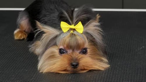 Adorable Yorkshire Terrier Dog Lying Down